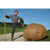 Картофелесажалки для посадки картофеля