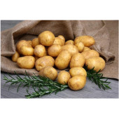 Технологія вирощування ранньої картоплі